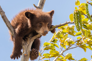 Black Bear Cub