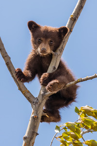 Black Bear Cub