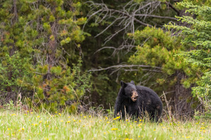 Black Bear