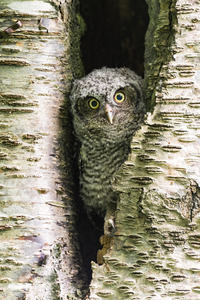 Western Screech Owlet