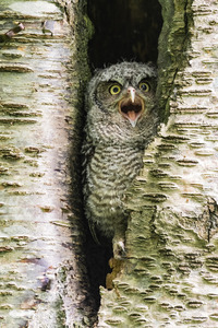 Western Screech Owlet