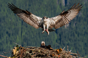 Osprey