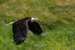Bald Eagle