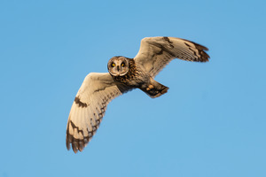 Short-eared Owl