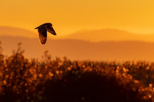 Short-eared Owl