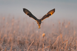 Short-eared Owl
