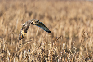 Short-eared Owl