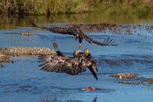 Juvenile Bald Eagles