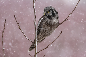 Northern Hawk Owl