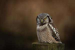 Northern Hawk Owl