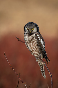 Northern Hawk Owl