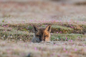 Red Fox Kit