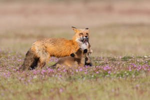 Red Fox with Kits