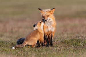 Red Fox with Kit