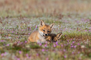 Red Fox Kits