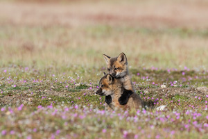 Red Fox Kits