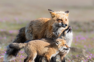 Red Fox with Kits