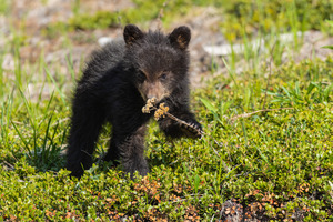Black Bear Cub