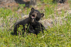 Black Bear Cubs