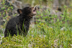 Black Bear Cub