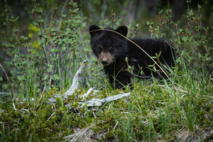 Black Bear Cub