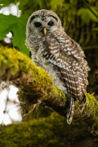 Barred Owlet