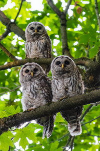 Barred Owlets