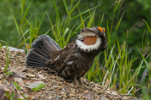 Male Sooty Grouse