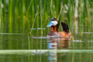 Male Ruddy Duck