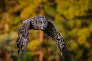 Great Gray Owl