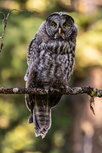 Great Gray Owlet