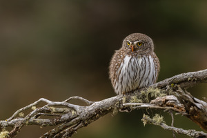 Northern Pygmy Owl
