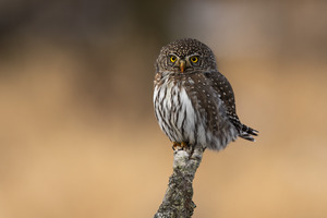 Northern Pygmy Owl