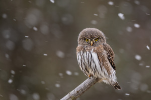 Northern Pygmy Owl