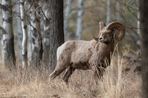 Bighorn Ram