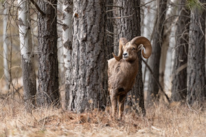 Bighorn Ram