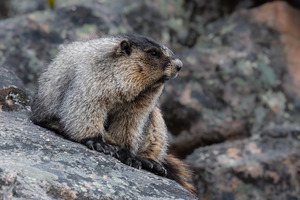 Hoary Marmot