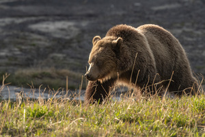 Grizzly Sow