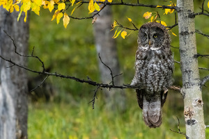 Great Gray Owl