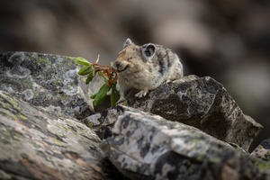 American Pika
