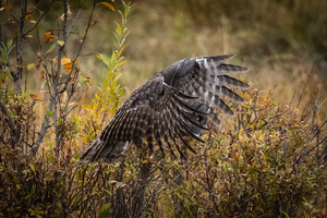 Great Gray Owl