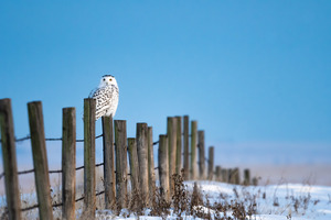 Snowy Owl