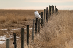Snowy Owl