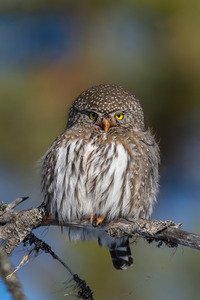 Northern Pygmy Owl