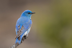 Male Mountain Bluebird