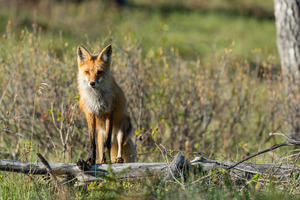 Red Fox
