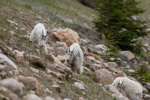 Mountain Goats
