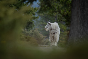 Mountain Goat