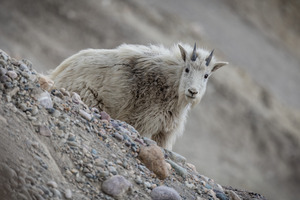 Mountain Goat Kid