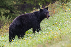 Black Bear